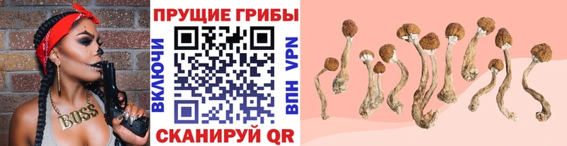 как найти наркотики  Петров Вал  сайты даркнета какой сайт  Псилоцибиновые грибы GOLDEN TEACHER 